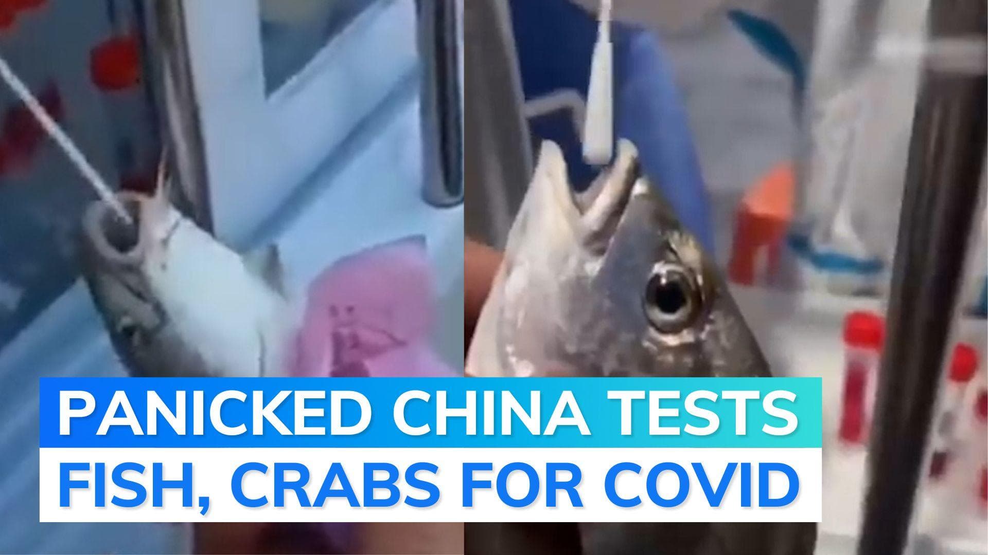 Amid rise, this country is testing humans, live seafood for Covid-19 virus 