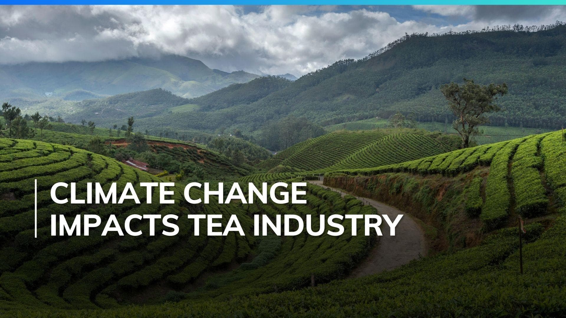 Darjeeling tea prices shoot up 10-15% this season amid dry spell