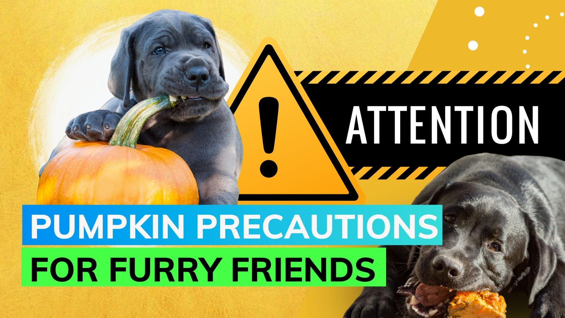 Experts offer guidance on safely sharing pumpkin with your furry friend
