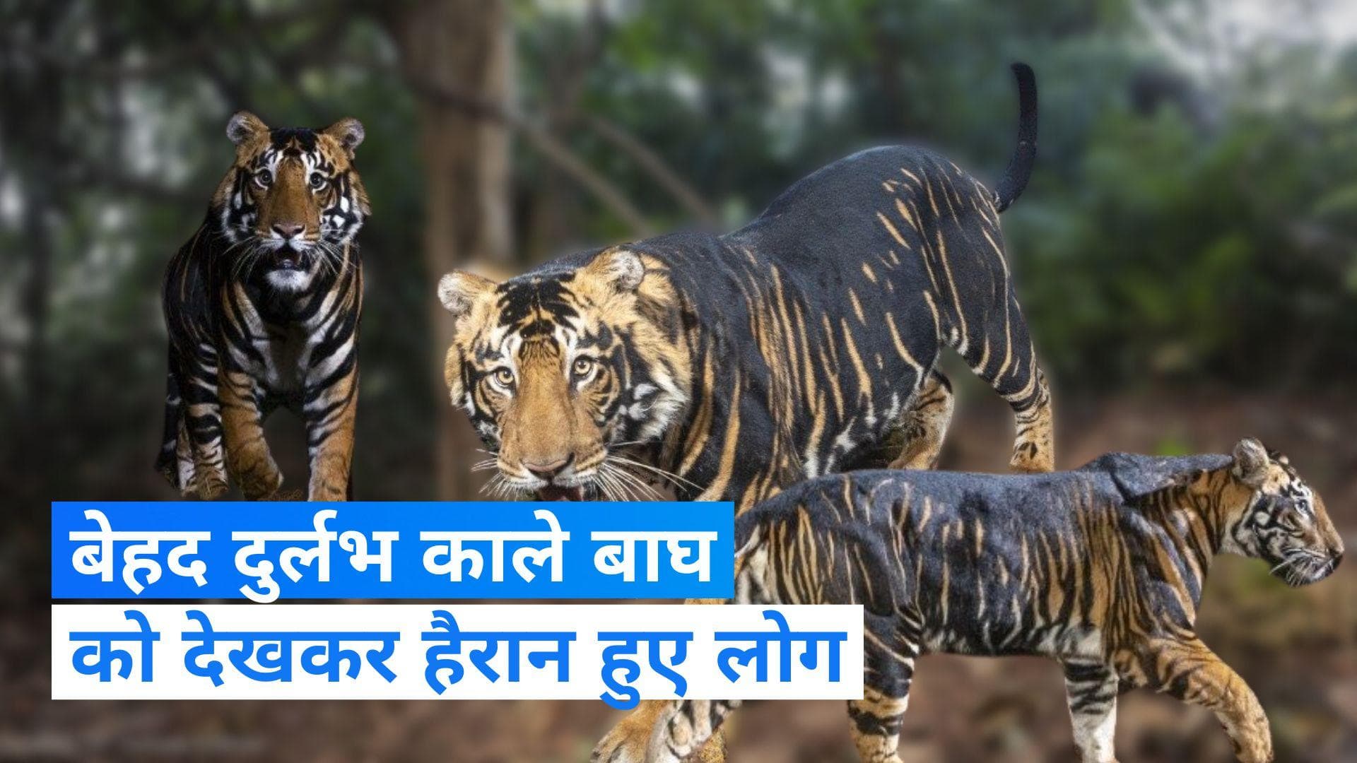 Black tiger: काले बाघ की दुर्लभ तस्वीरें, IFS अधिकारी ने सोशल मीडिया पर किया शेयर