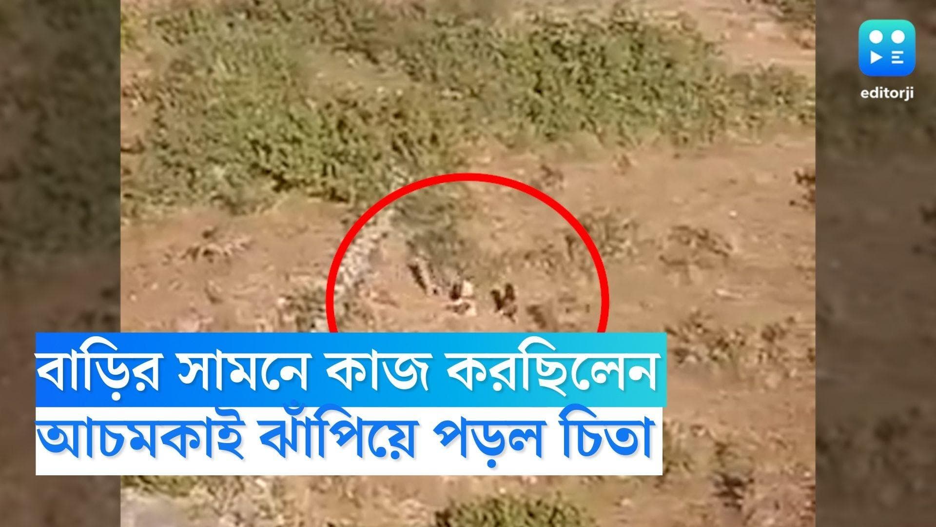 Leopard Attack: ভর সন্ধ্য়ায় উঠোনে চিতাবাঘ, উত্তরাখণ্ডের ঘটনায় জখম তিন 