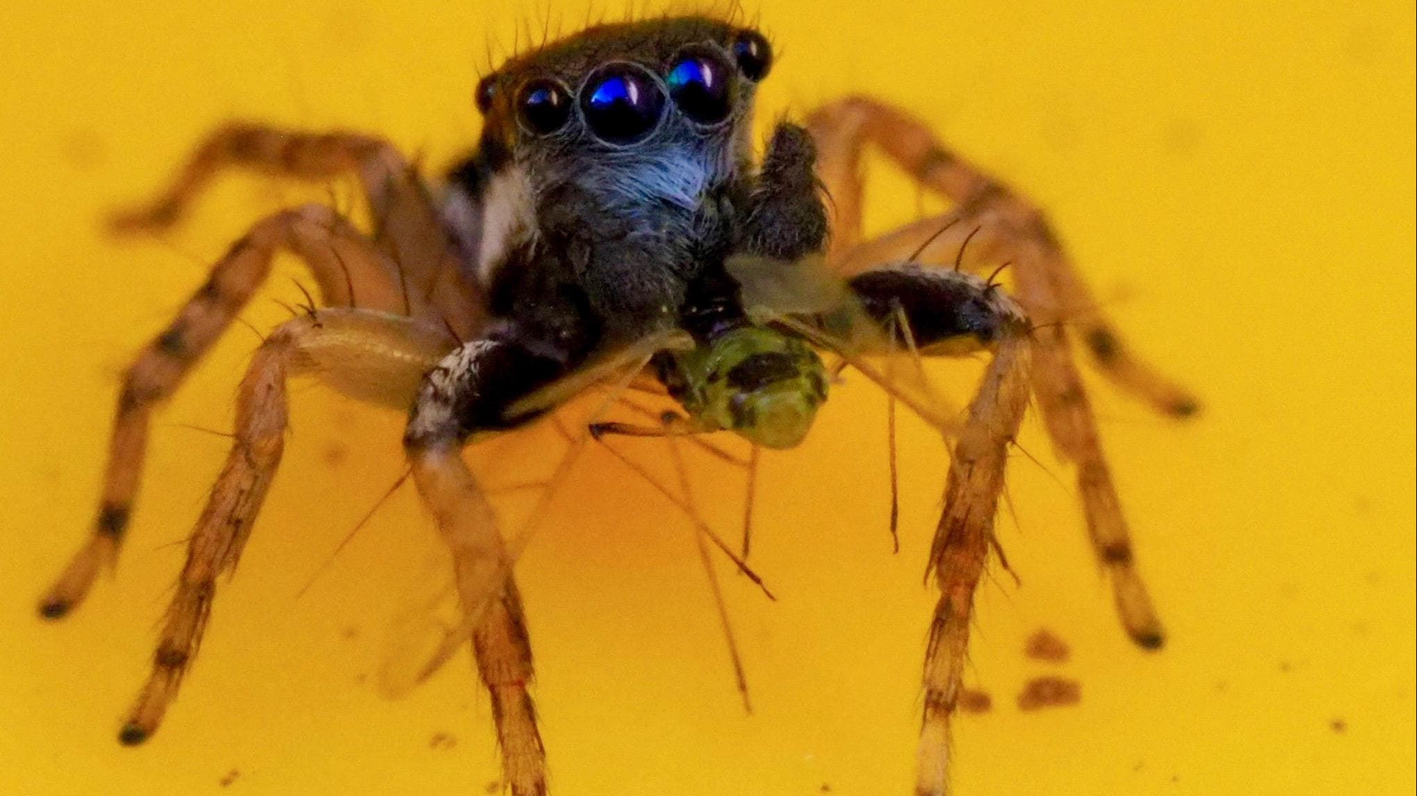 Aussie scientist finds new spider species with blue face, eight eyes!