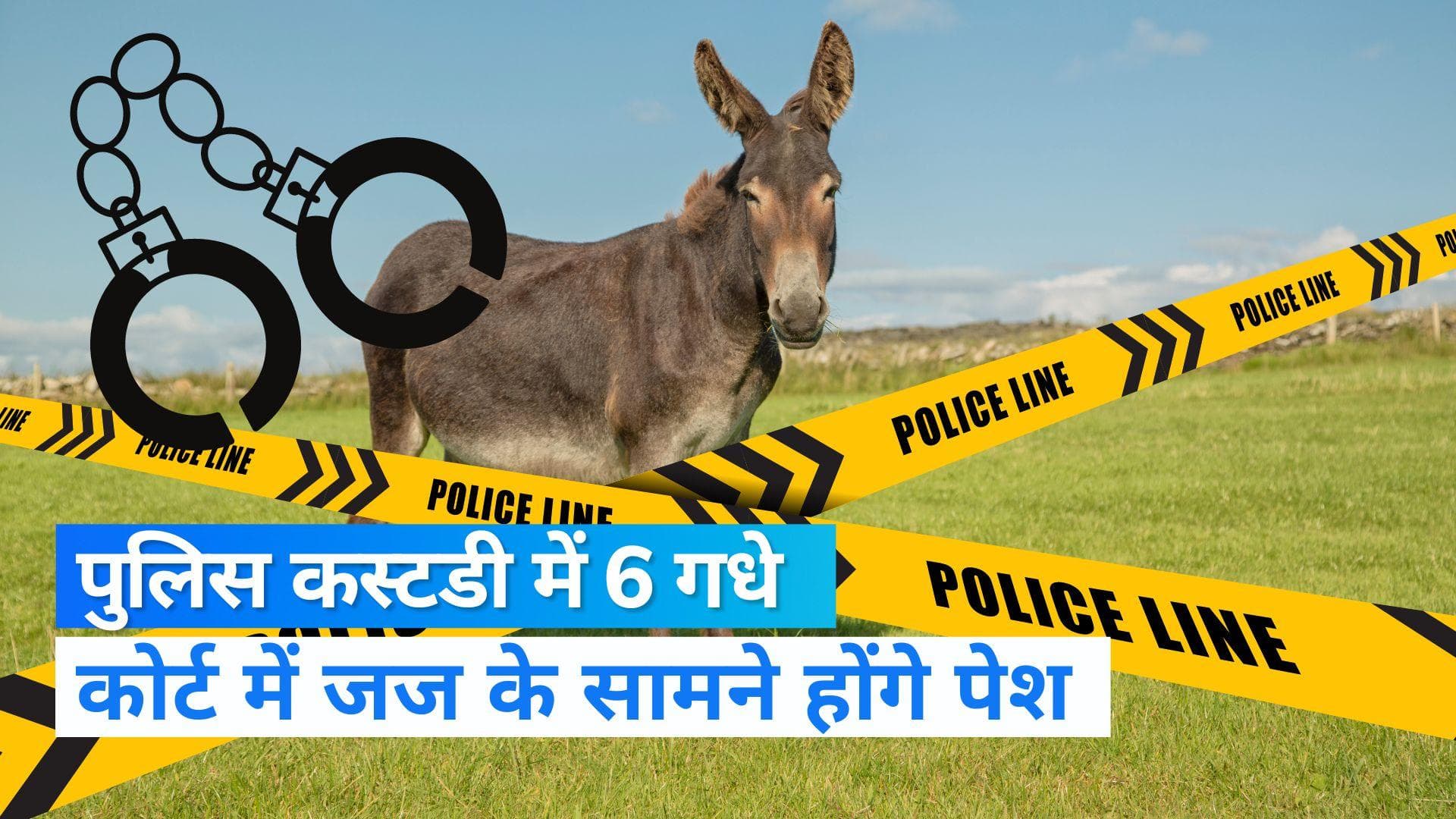 Pakistan: छह गधों को हिरासत में लिया गया, कोर्ट में किए जाएंगे पेश...देखिए पूरी ख़बर