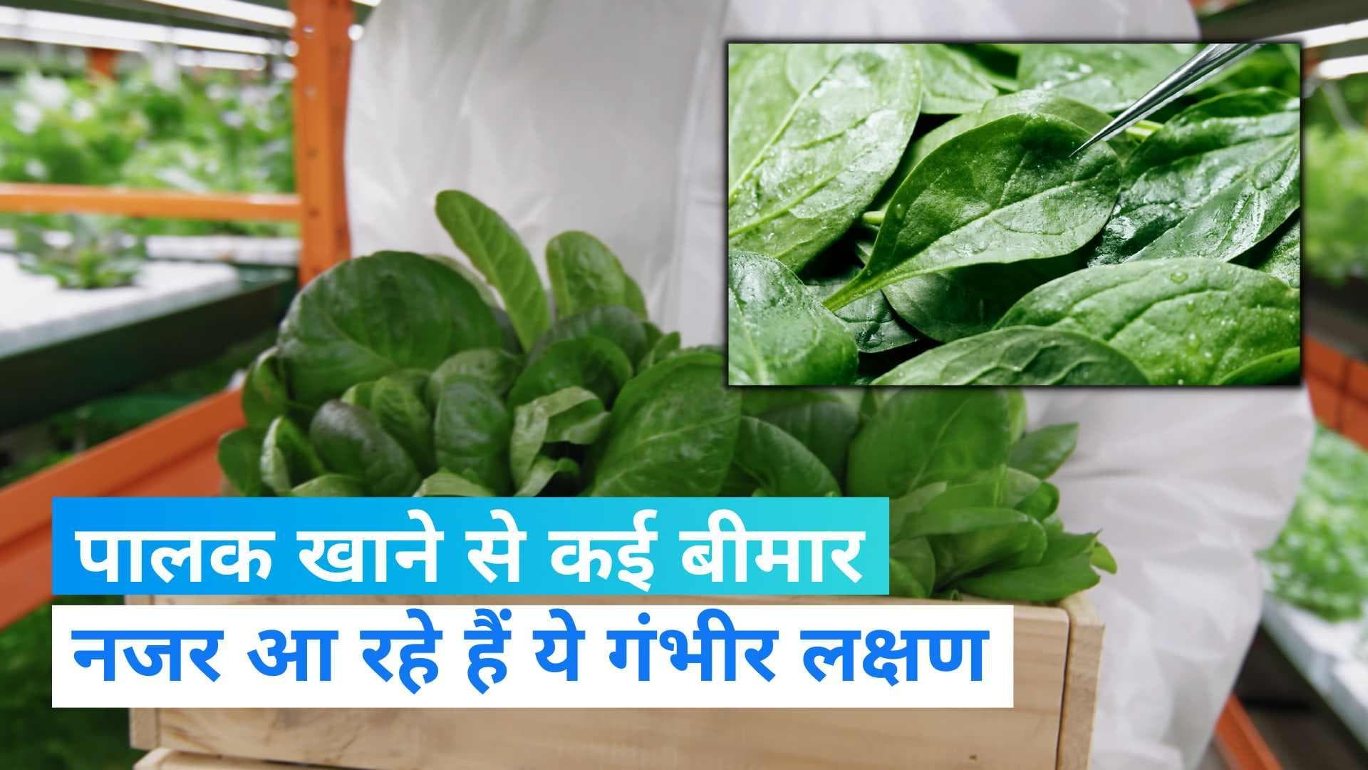 Toxic Spinach: जानें कहां पालक खाने बीमार पड़े कई लोग?, दिख रहे हैं ये गंभीर लक्षण