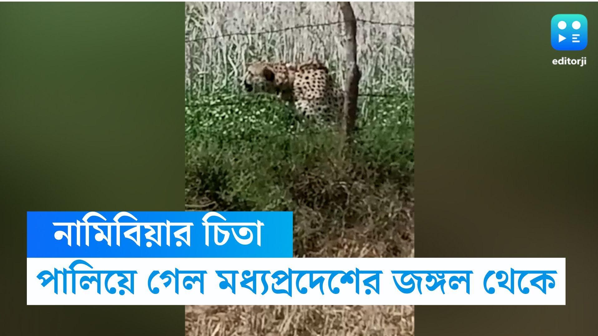 Madhya Pradesh Cheetah: নামিবিয়া থেকে আনা চিতা পালিয়ে গেল মধ্যপ্রদেশের জাতীয় উদ্যান থেকে