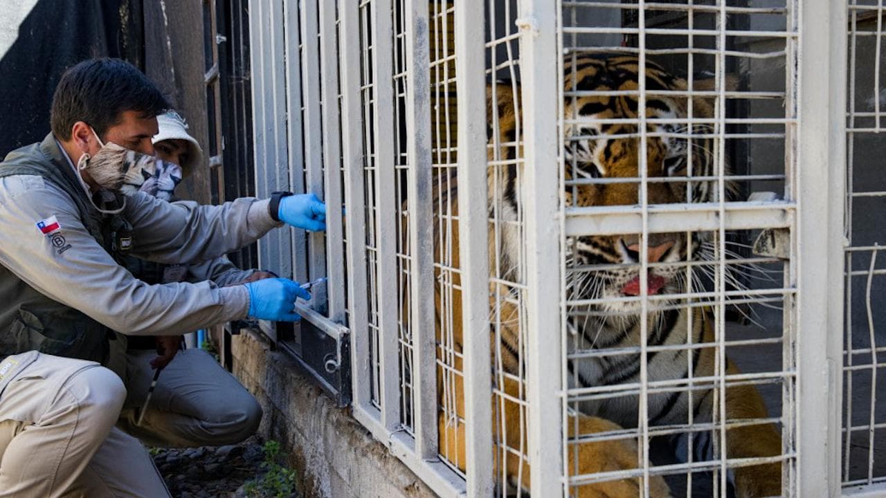 Covid-19: Chilean zoo jabs big cats, orangutan against coronavirus