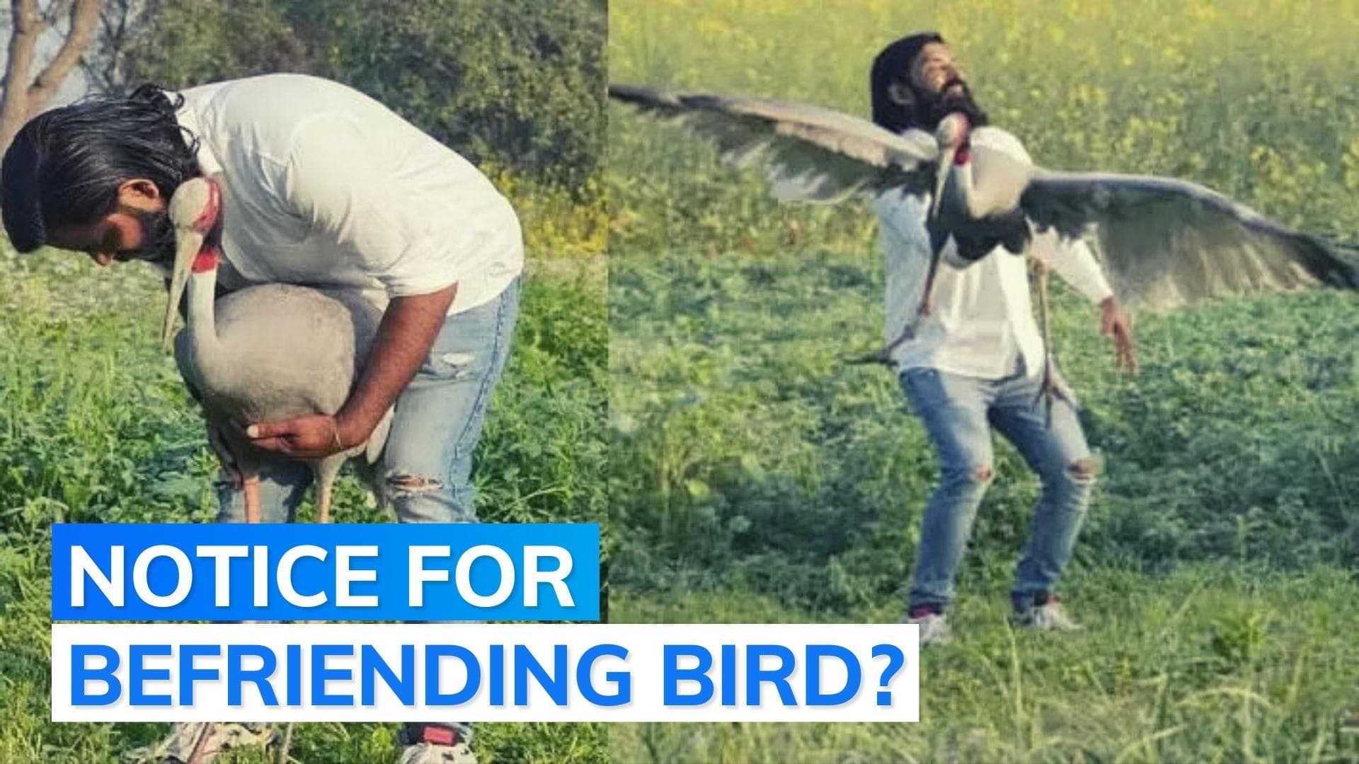 UP man who rescued, cared for 'bird friend' Sarus crane gets Forest department notice