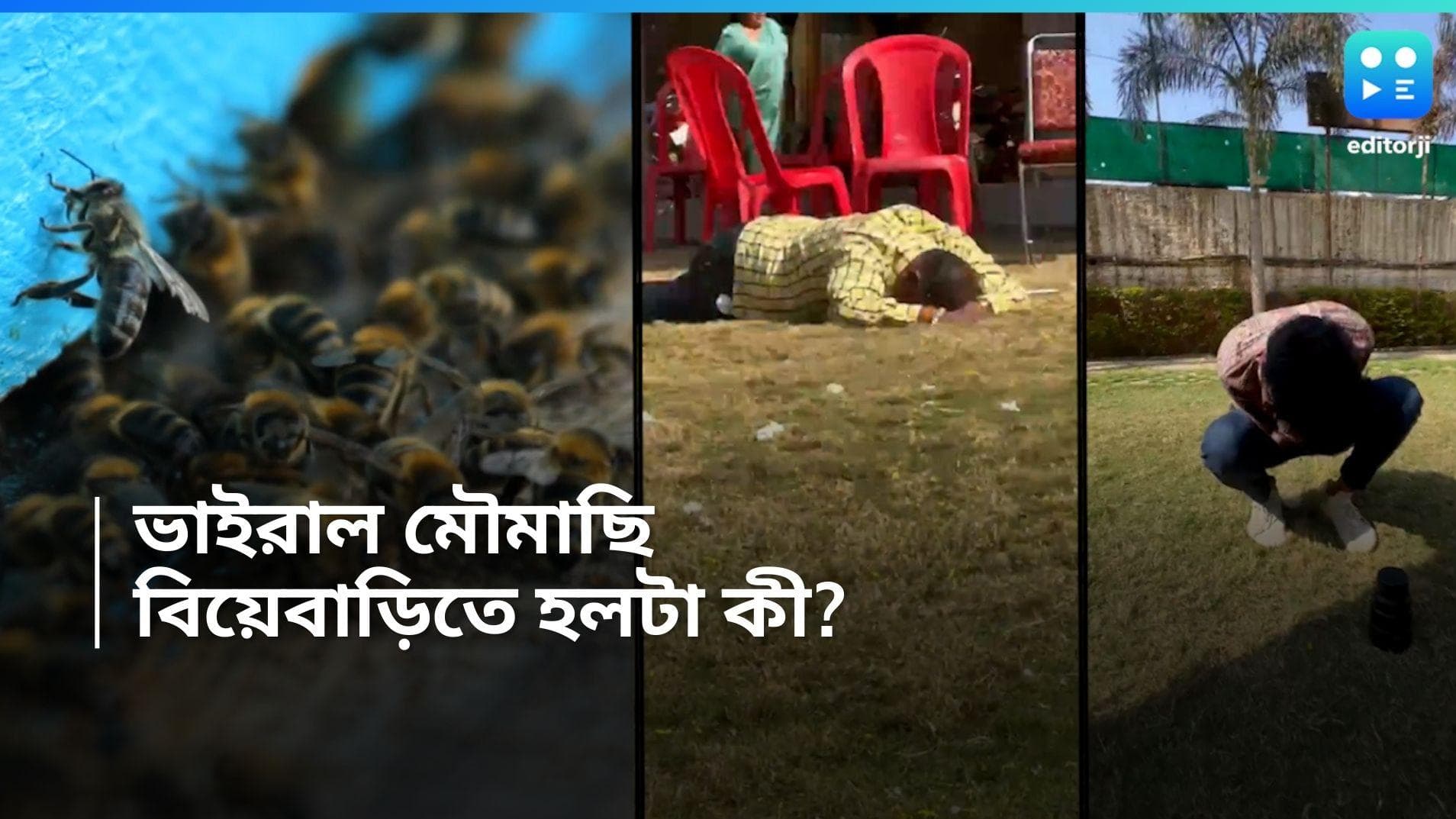 Viral Video: বিয়ে বাড়িতে মৌমাছিদের হানা, পালিয়েও হল না রক্ষে, তারপর ...