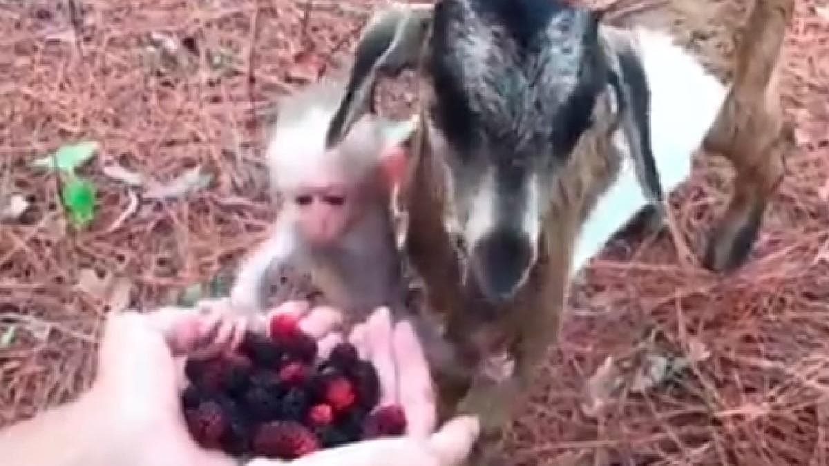 Viral News: दिल जीत लेगी बकरी और बंदर के बच्चे की ये खास दोस्ती, देखिए शानदार वीडियो