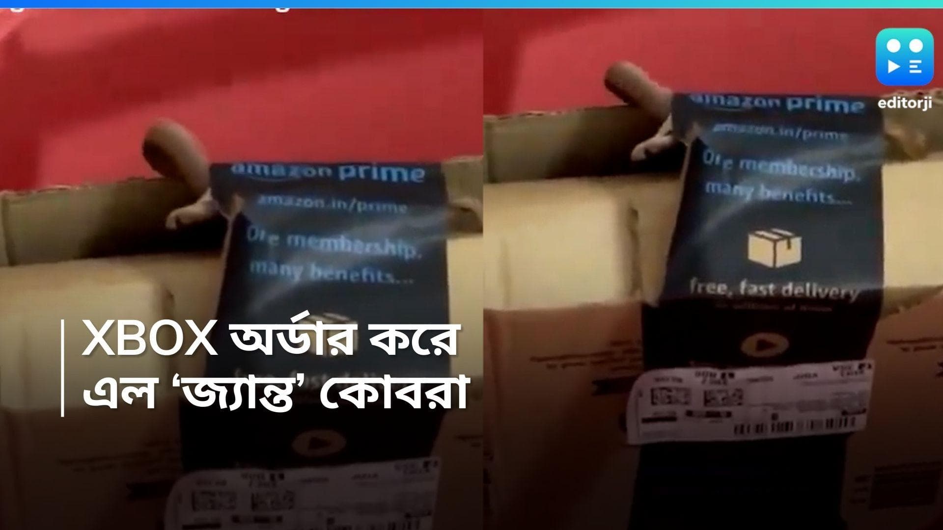 Amazon order:  অ্যামাজনে অর্ডার করেছিলেন XBOX, পার্সেলে এল আস্ত এক কোবরা 