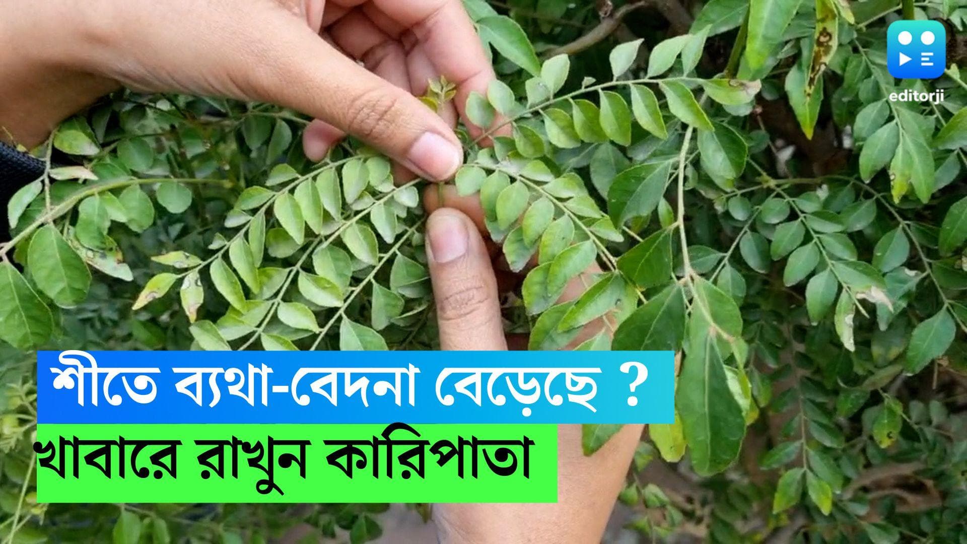 Curry Leaves Benefit : শীতে ব্যথা-বেদনা বেড়েছে ? কিংবা হজমের সমস্যা ? খাবারে রাখুন কারিপাতা