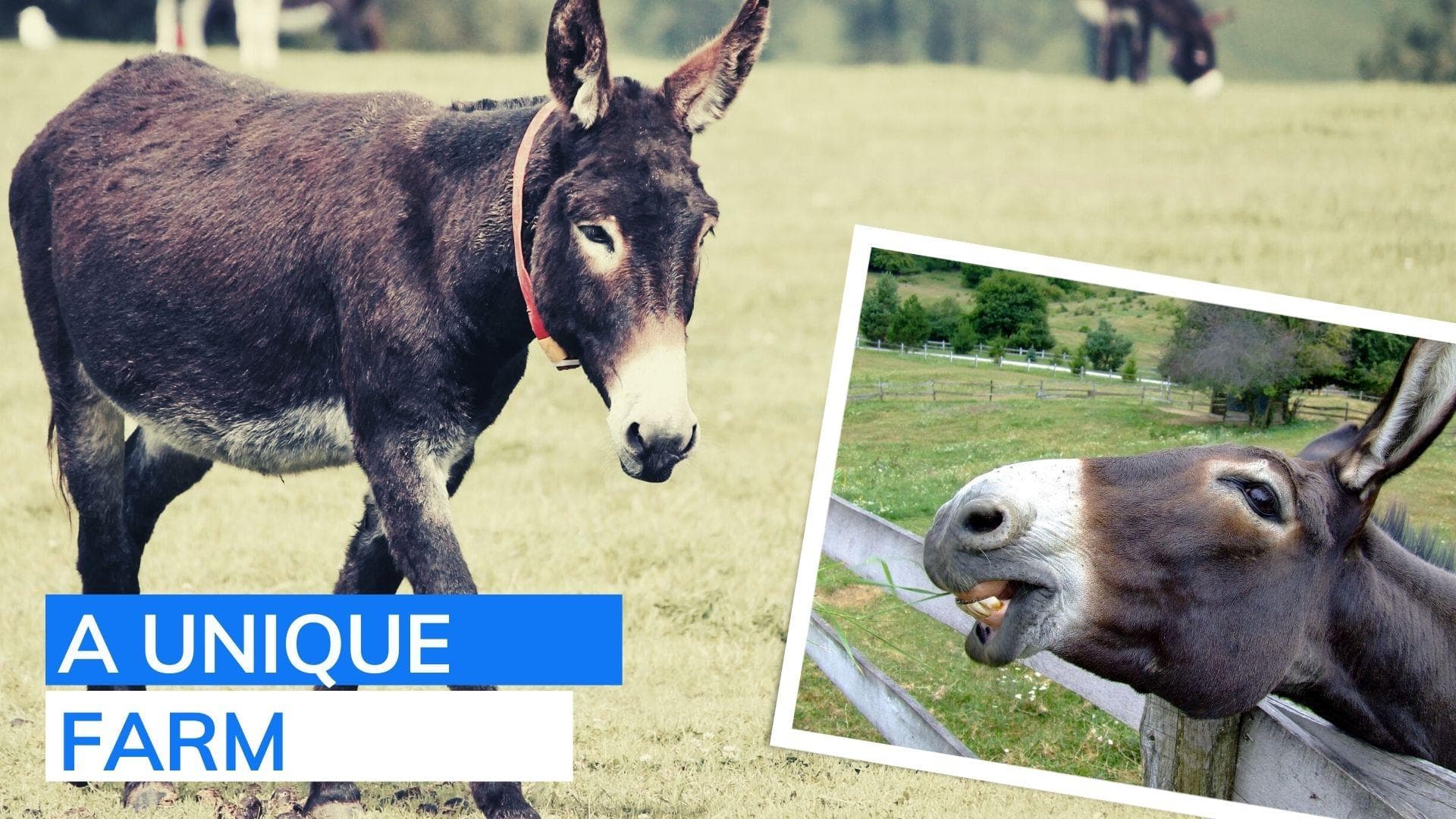 Techie opens first donkey farm in Karnataka, receives orders worth Rs 17 lakh for milk