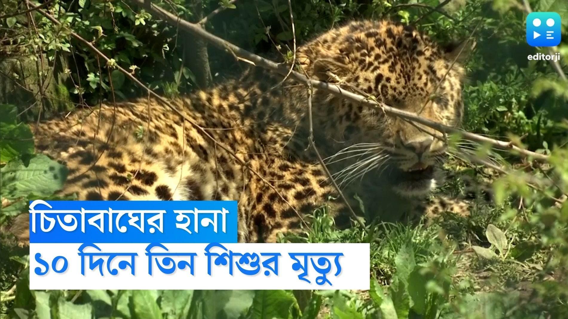 Jharkhand News: ঝাড়খণ্ডের পালামু দাপাচ্ছে চিতাবাঘ, ১০ দিনে তিন শিশুর মৃত্যু