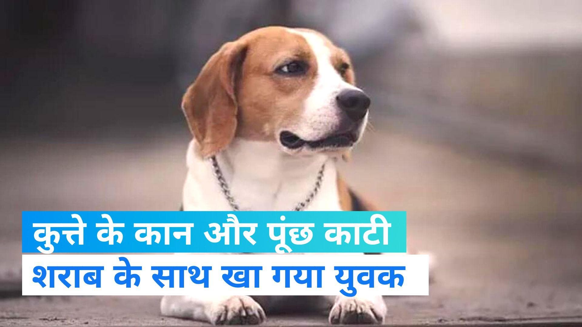 UP News: नशे में कुत्ते के कान और पूंछ काटकर नमक से खा गया शराबी, इंसानियत को शर्मसार करती खबर 