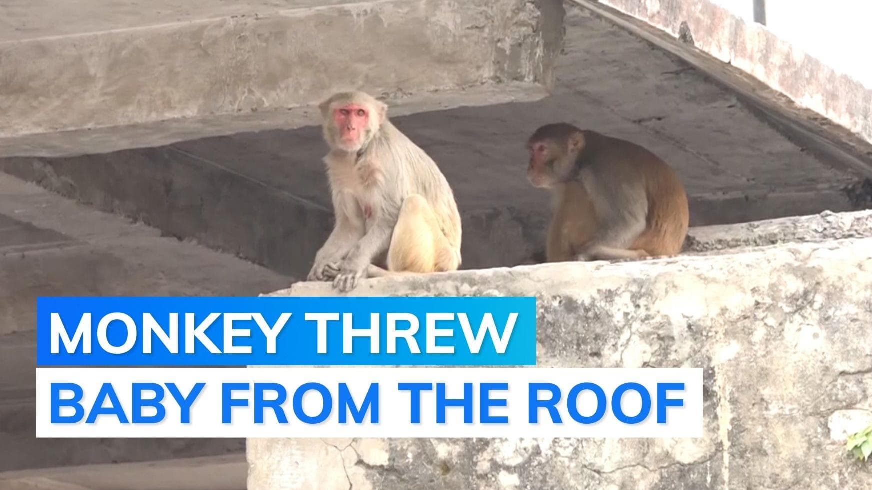 Monkey kills baby in UP: 4-month-old boy thrown from roof by animal, claim parents