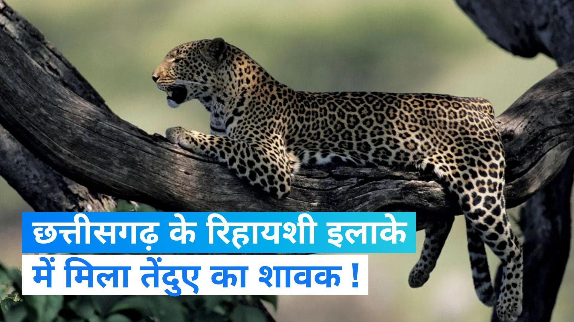 Gariaband Leopard Cub:   तेंदुए का शावक मिलने से दहशत...वन विभाग ने खाली कराया इलाका
