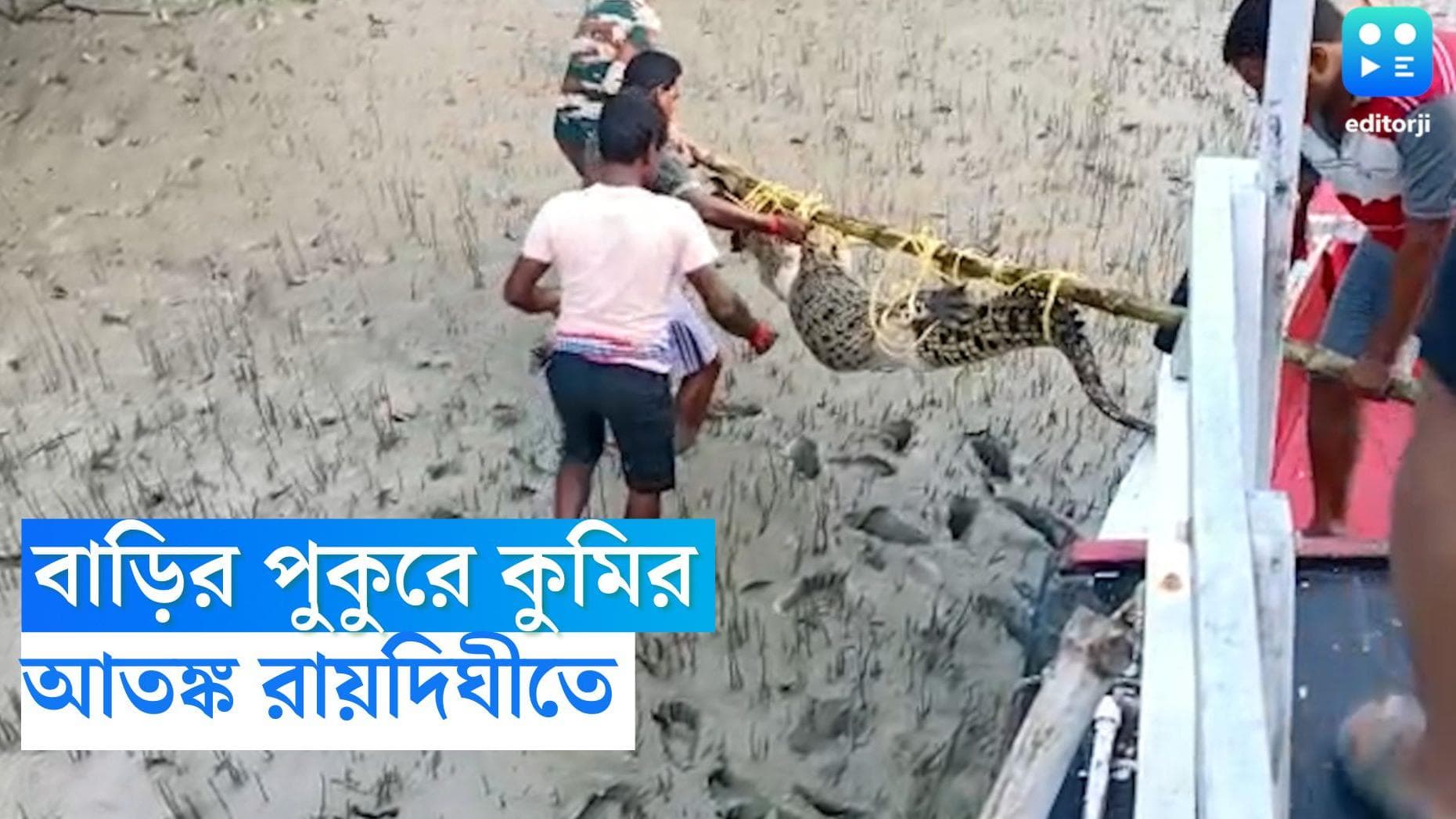 Crocodile: বাড়ির পুকুরে ৮ ফুট লম্বা কুমির, আতঙ্কে স্থানীয় বাসিন্দারা, উদ্ধার করল বনদফতর