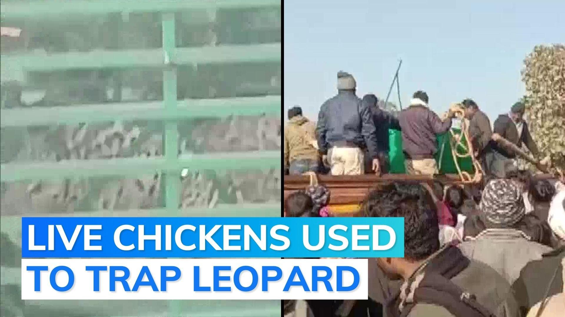Watch: leopard, which killed 3 persons, caught in cage in Chhattisgarh