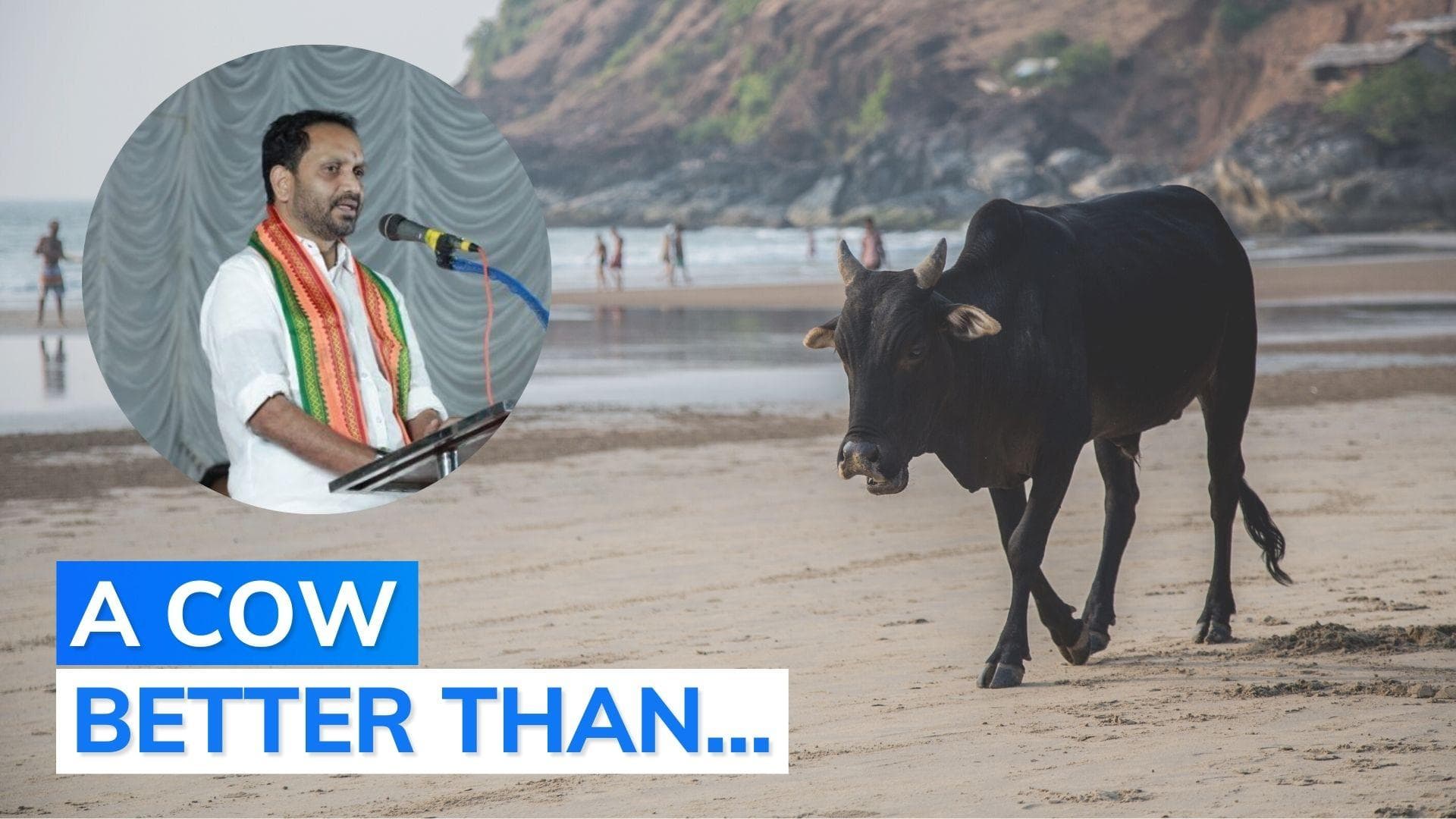 Cows contribute more to Kerala than state's ministers: state BJP chief