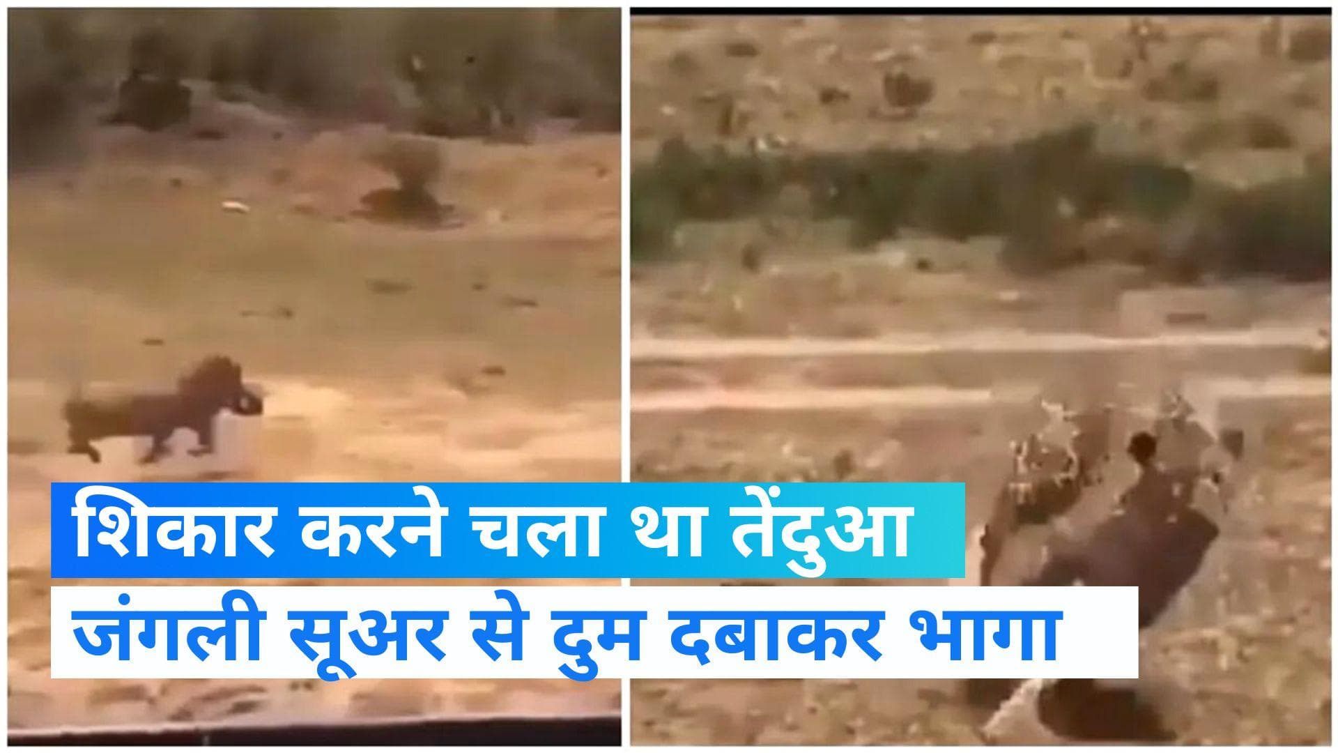  Viral video:शिकार करने आया था तेंदुआ, जंगली सूअर से जान बचाकर भागा 