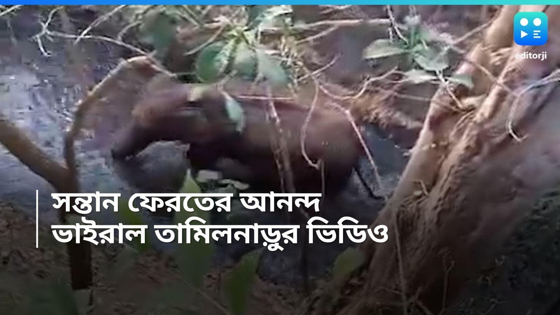 Viral Video : সন্তানকে কাছে পেয়ে আপ্লুত মা, দেখুন ভাইরাল ভিডিও