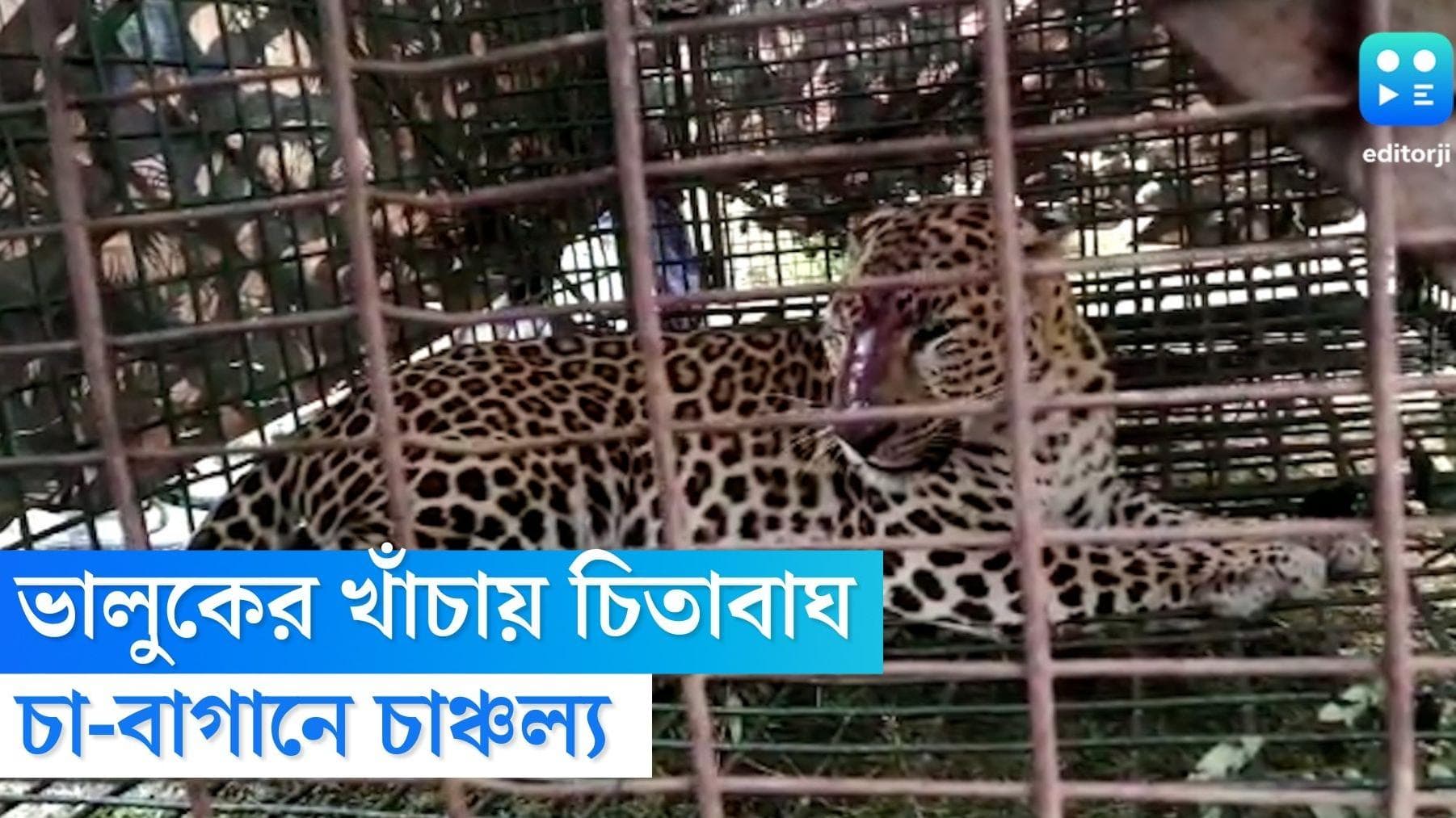 Leopard Caught: ভালুকের জন্য পাতা ফাঁদে চিতাবাঘ, ডুয়ার্সের চা বাগানে চাঞ্চল্য 