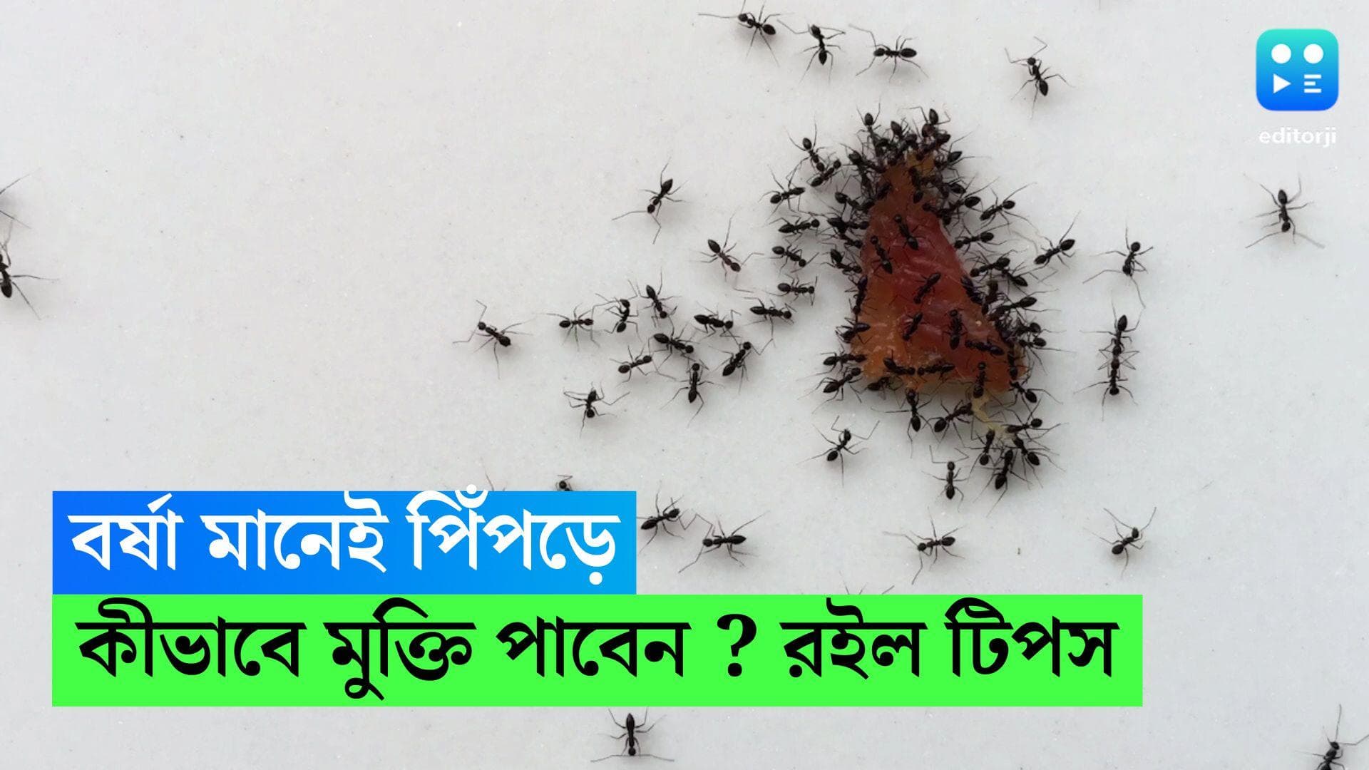 Ants in Monsoon: বর্ষা মানেই পিঁপড়ের উৎপাত, রইল কয়েকটি সহজ ঘরোয়া টোটকা