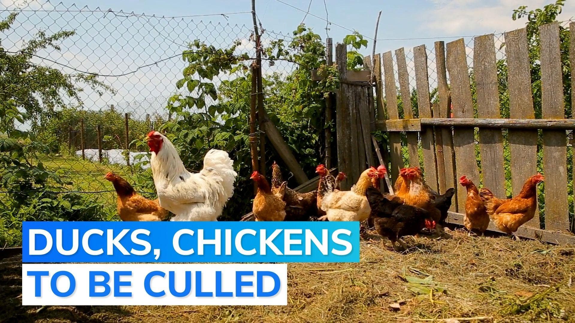 Nearly 4,000 birds to be culled in Jharkhand's Bokaro due to H5N1 flu outbreak