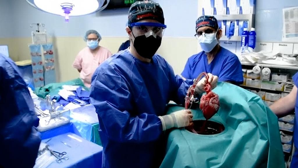 Transplant pig heart: ইতিহাসে প্রথম! মানুষের শরীরে বসল শুয়োরের হৃদপিণ্ড