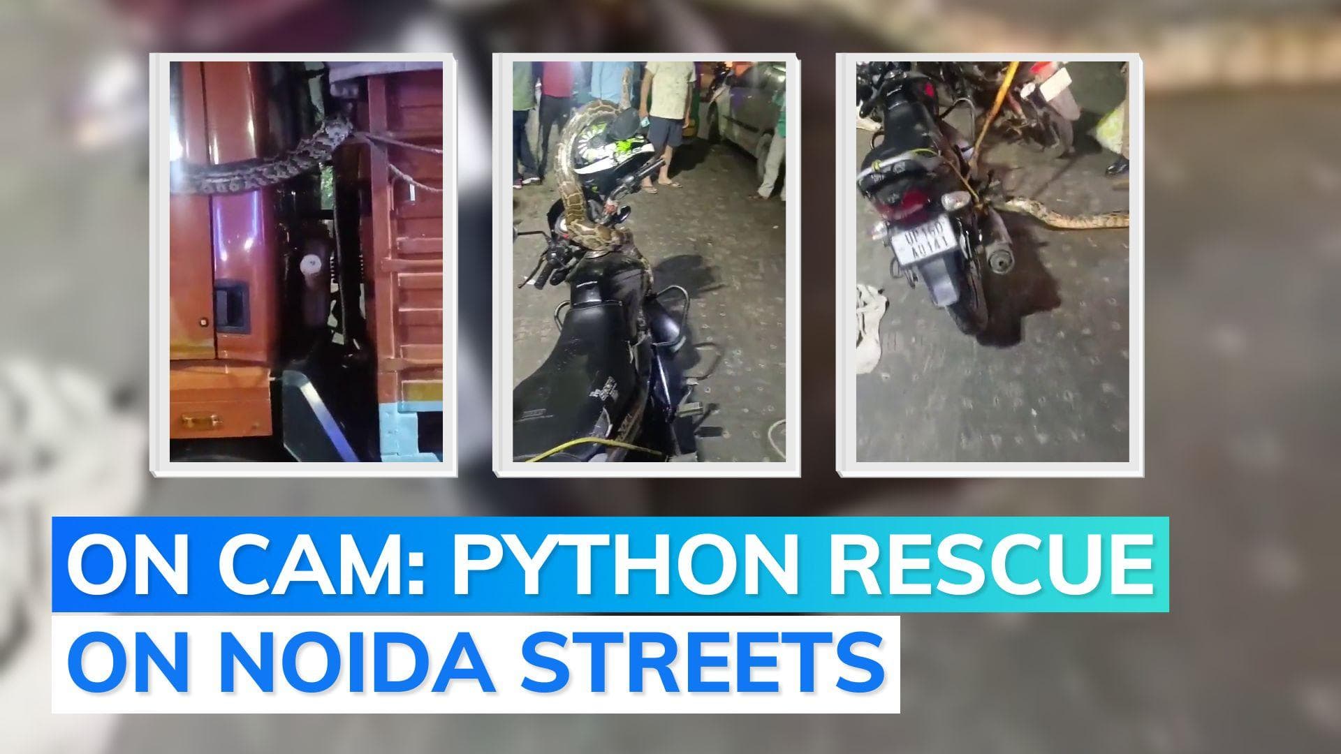Python on a truck: UP police rescues reptile after 2-hour effort