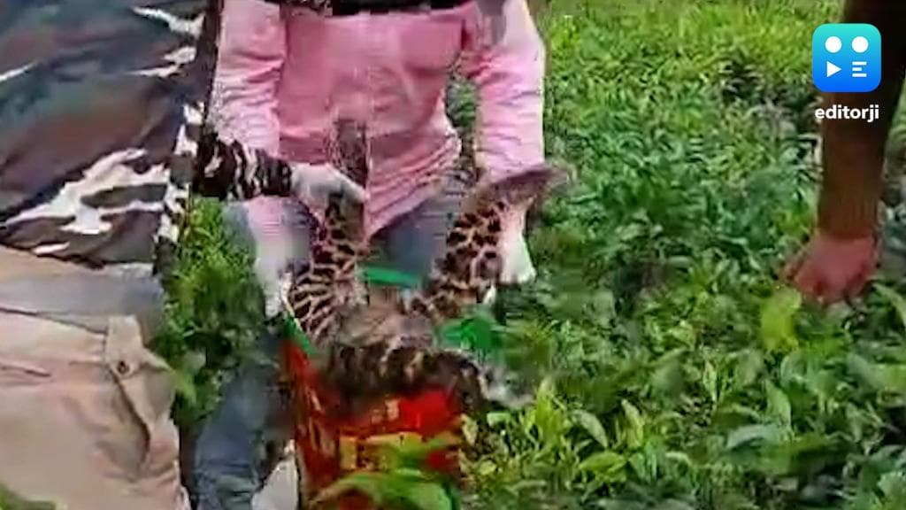 Leopard Body rescued : ডুয়ার্সের চা বাগান থেকে চিতাবাঘের পচা-গলা মৃতদেহ উদ্ধার