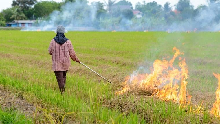 India is choking! Is crop burning to be blamed?