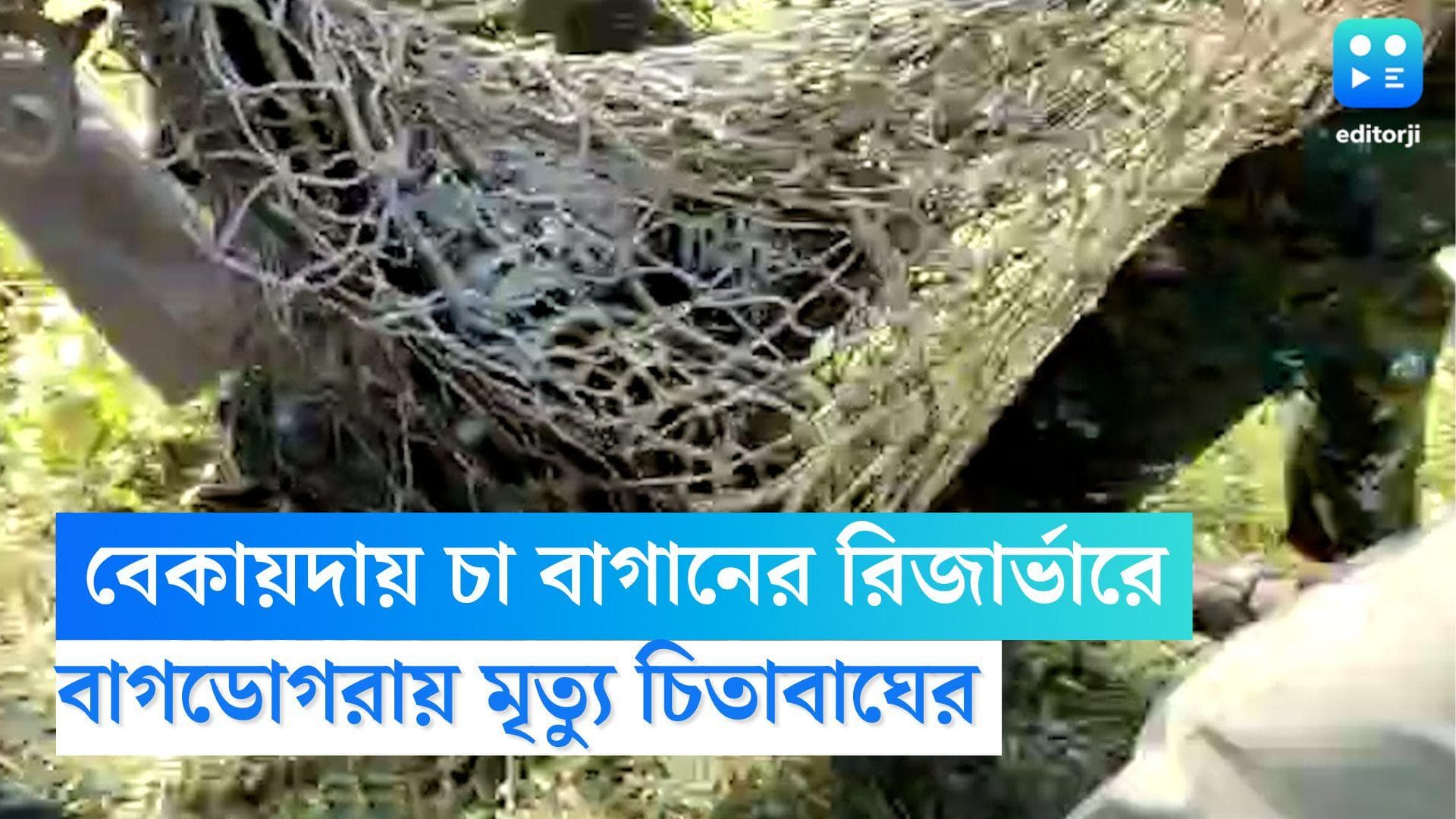 Leopard Died in Bagdogra: বাগডোগরার চা বাগানের জলাশয়ে পড়ে মৃত্যু চিতাবাঘের