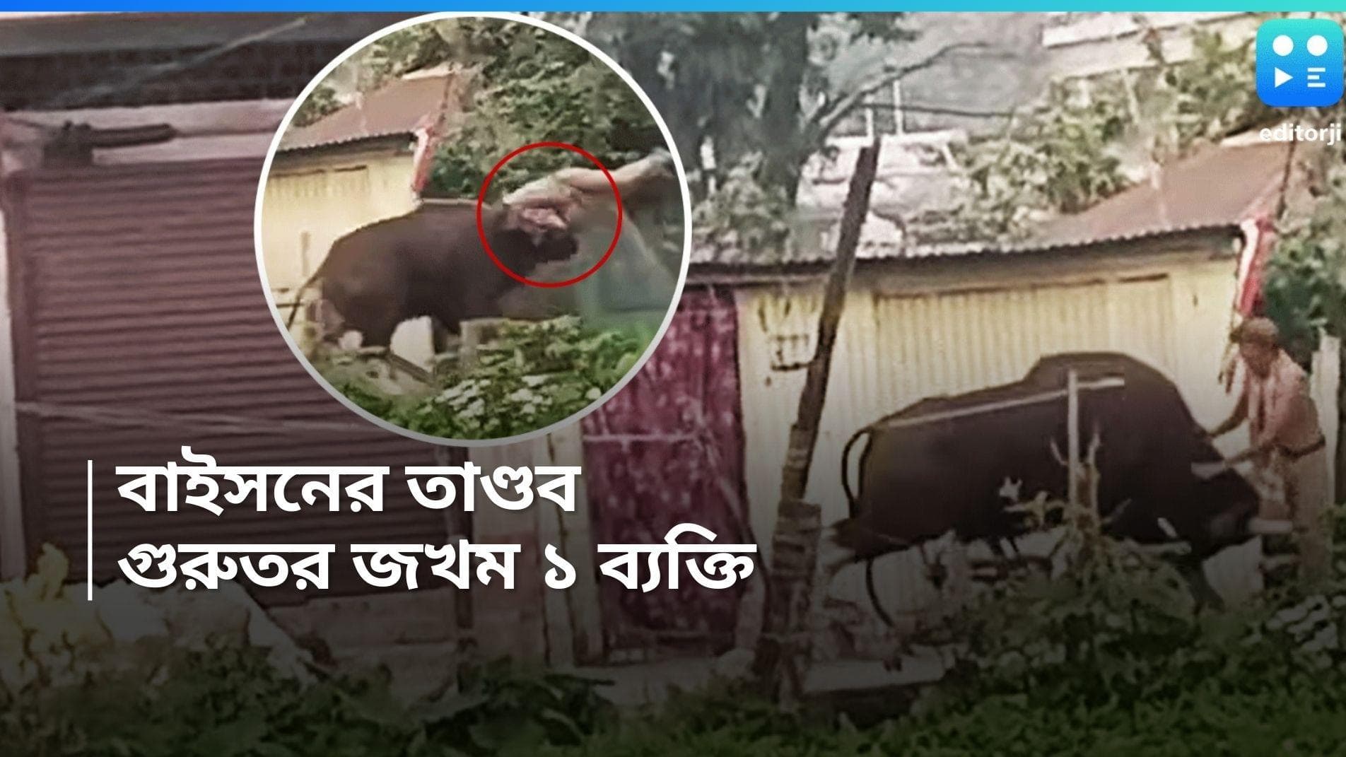 Alipurduar News: বাইসনের গুঁতোয় আলিপুরদুয়ারে ধুন্ধুমার, গুরুতর জখম ১, ভিডিও ভাইরাল 