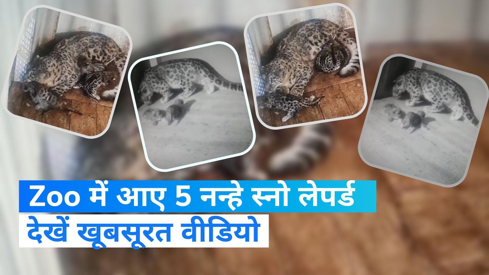 Darjeeling Zoo में 5 नन्हें स्नो लेपर्ड का हुआ जन्म, झूम उठा चिड़ियाघर