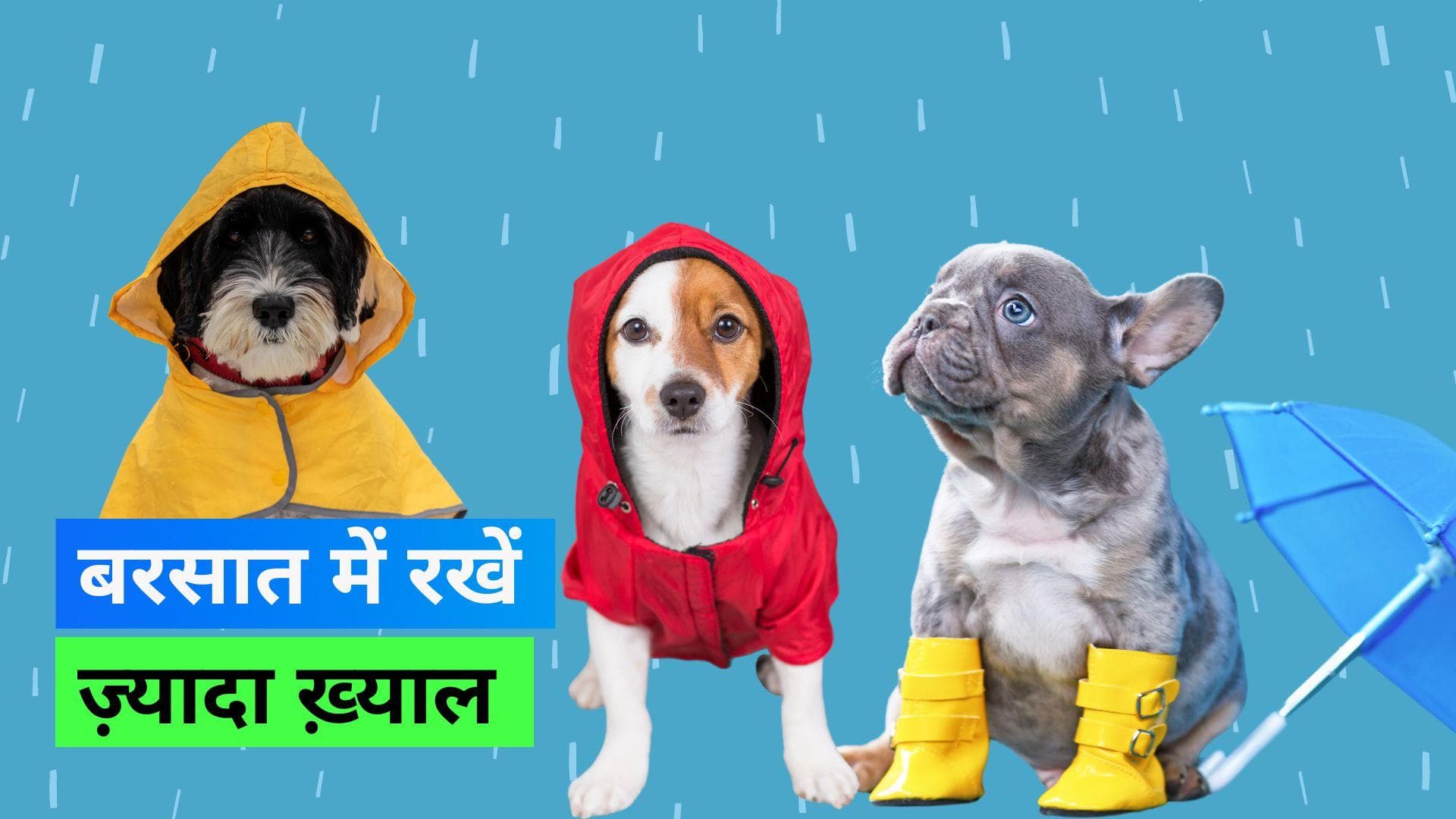 Monsoon Pet Care: मॉनसून में कुछ इस तरह रखें अपने पेट्स का ख़्याल