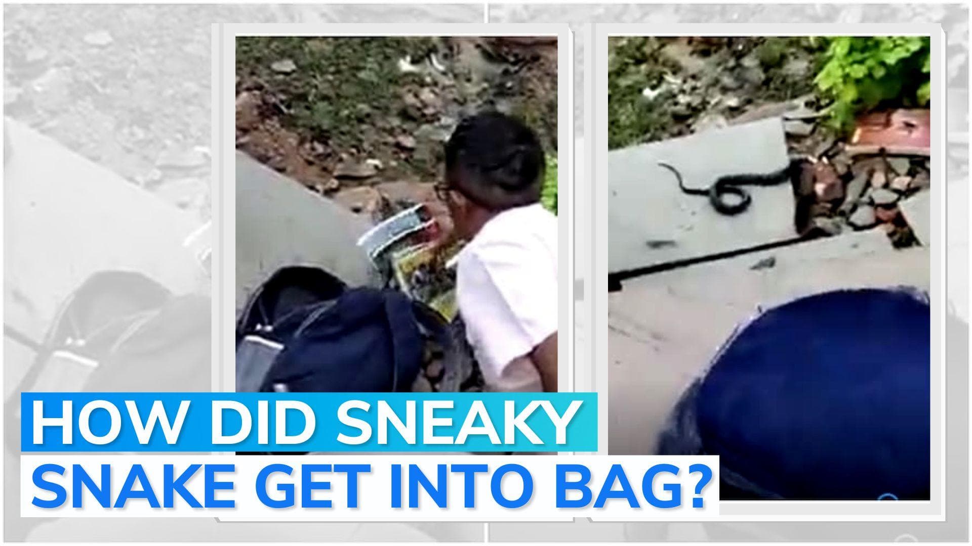 Video: snake travels to school in girl's backpack in Madhya Pradesh