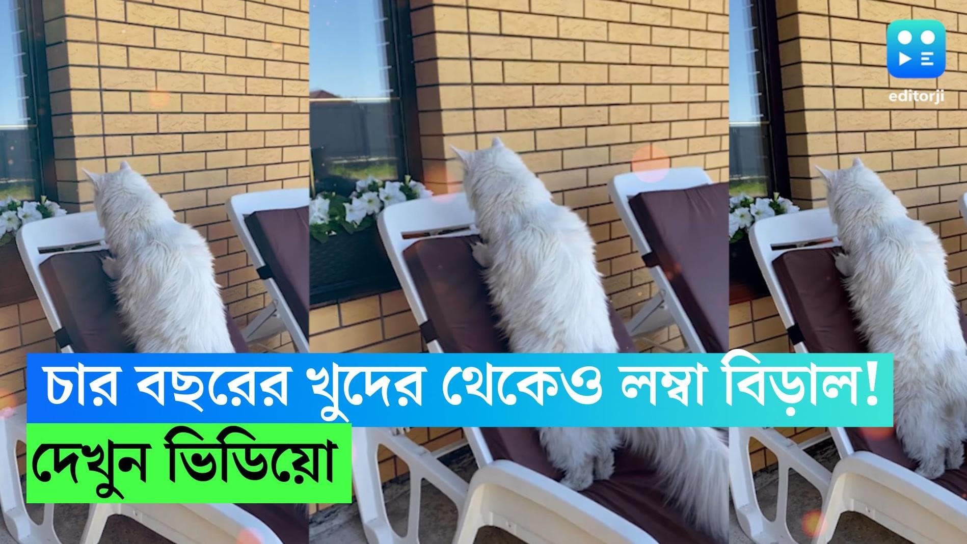 Russian Cat: চার বছরের খুদের থেকেও লম্বা! বিড়ালের কাণ্ডকারখানা দেখে তাজ্জব নেট দুনিয়া 