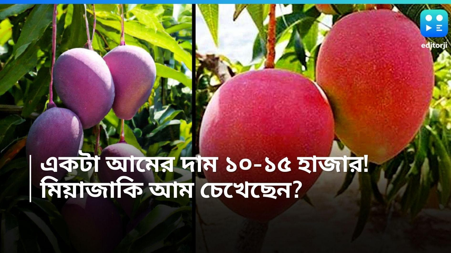 Miyazaki Mango: একটা আমের দাম ১০-১৫ হাজার! চেখে দেখেছেন মিয়াজাকি? ইয়া বড় লাল টুকটুকে আম!