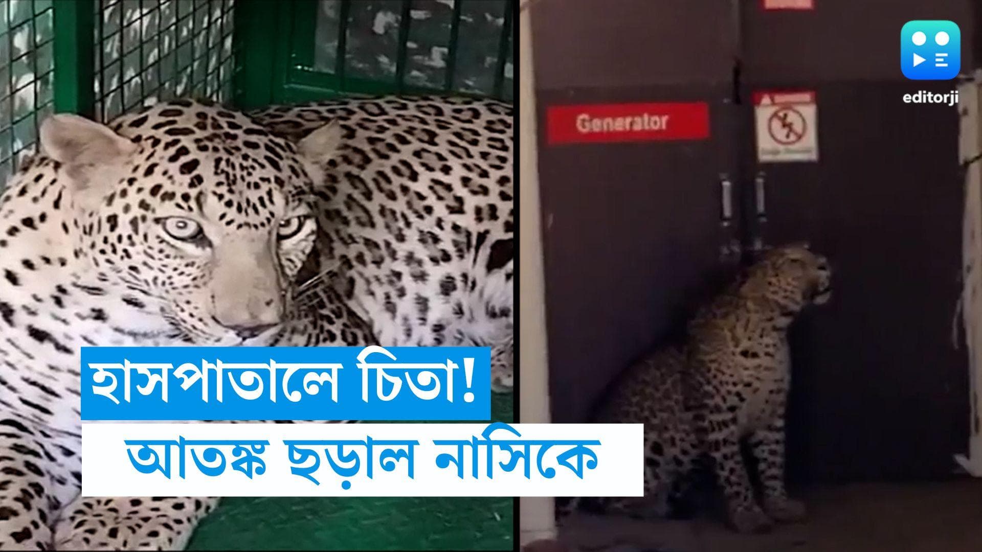 Leopard At Nasik Hospital: হাসপাতালে ঘুরে বেড়াচ্ছে চিতাবাঘ! মুহূর্তে ভাইরাল হল ভিডিয়ো