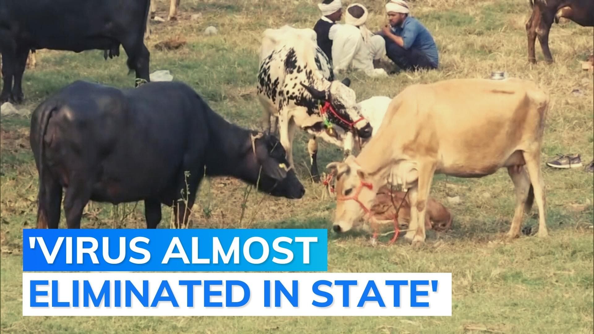  UP administers over 1 crore lumpy virus vaccines to curb spread