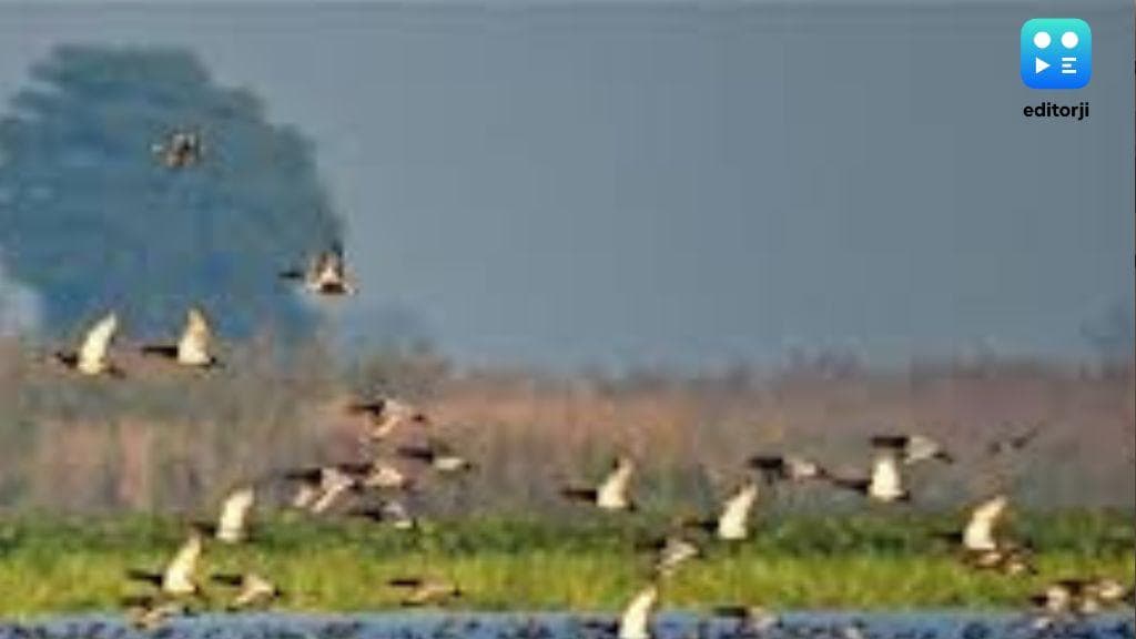 89 bird species found at Nongsaya Lake in Arunachal Pradesh