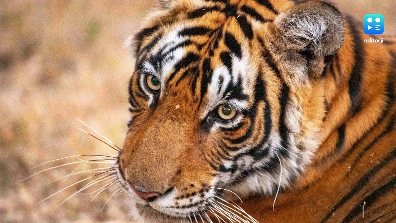 MP to translocate 15 tigers to Chhattisgarh, Rajasthan and Odisha
