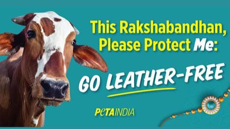 Cows and rakhi, what's the link?: PETA campaign angers netizens