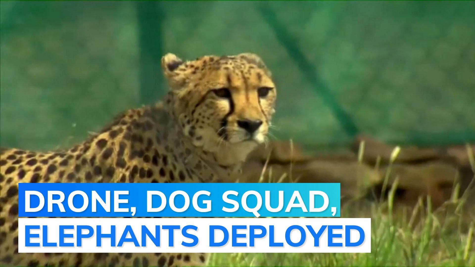 MP: 'untraceable' female Cheetah captured after 22 days	