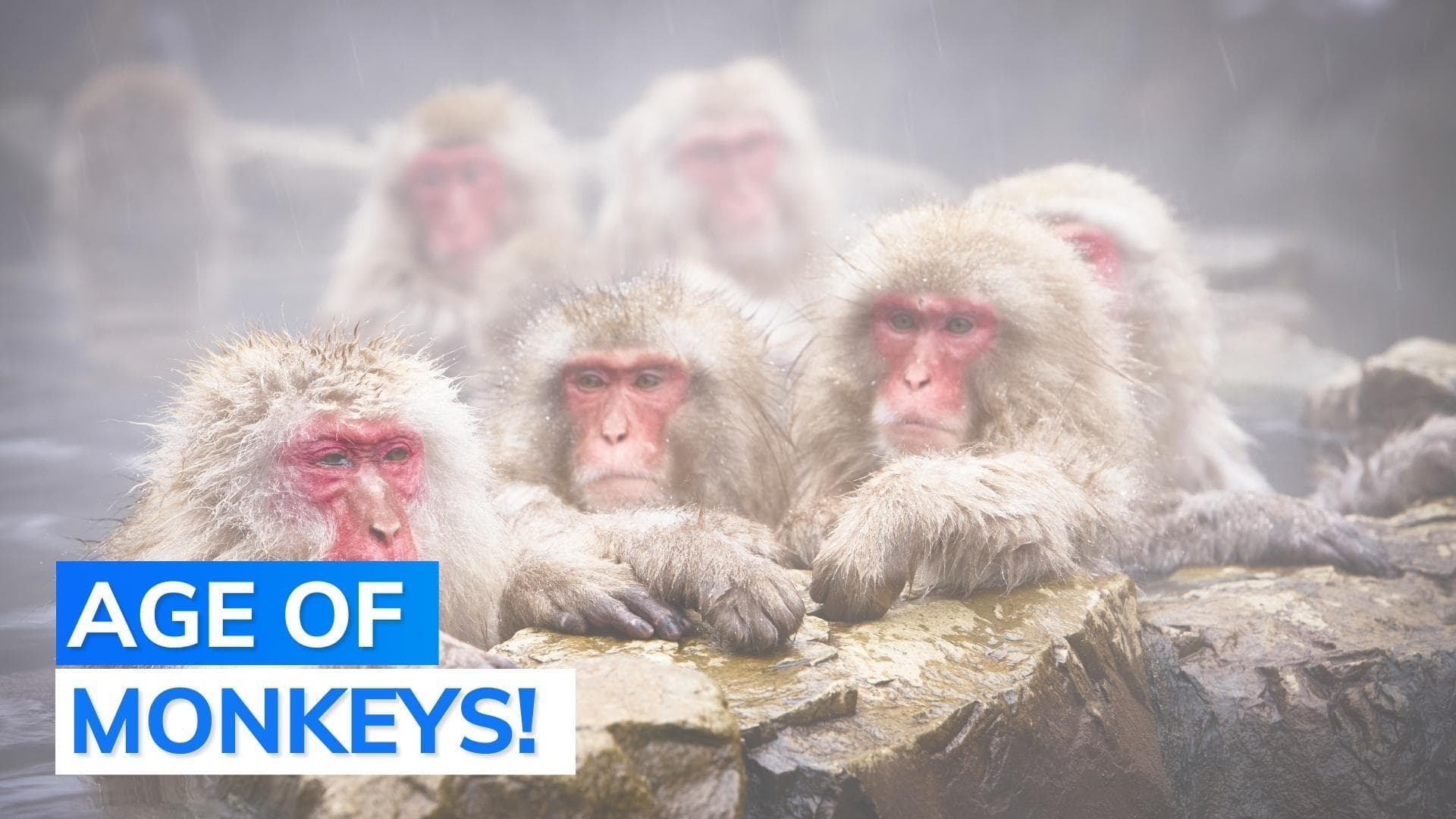 Japanese city under attack: marauding monkeys snatch, bite babies