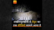 यूपी के लखीमपुरखीरी में तेंदुए का वीडियो, मचा हड़कंप