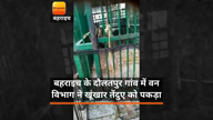 बहराइच के दौलतपुर गांव में वन विभाग ने खूंखार तेंदुए को पकड़ा