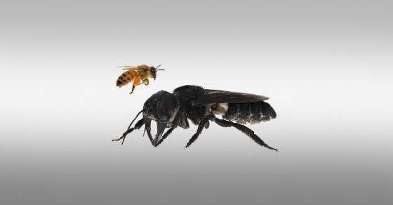 आइए आपको दिखाएं दुनिया की सबसे बड़ी मक्खी !