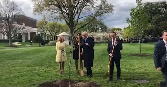 Tree of friendship between Trump and Macron, now dead 
